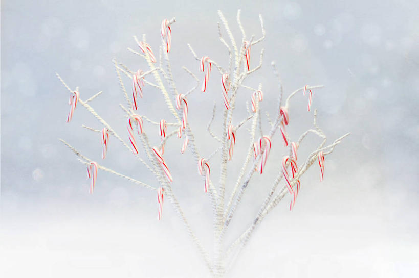 无人,横图,室外,白天,异乎寻常,美国,许多,吊挂,悬挂,糖果,很多,挂,饮食,甜食,摄影,甘蔗糖,波特兰,想法,彩图