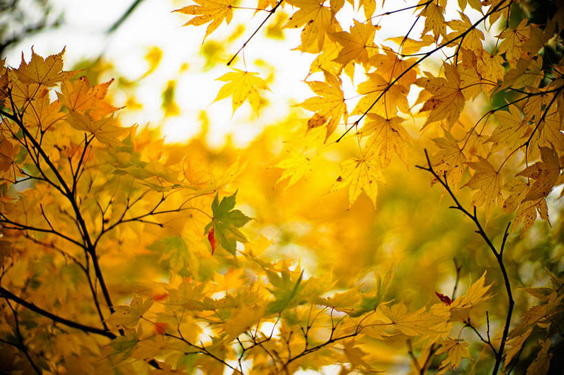 无人,横图,室外,特写,白天,枫树,日本,亚洲,枫叶,枝,树,黄色,天空,自然,摄影,宁静,改变,东亚,本州,本州岛,日本国,青森,青森县,东北地方,秋天,彩图,下北半岛,下北郡,陆奥市