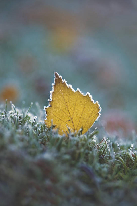 无人,竖图,室外,白天,美景,叶子,德国,景观,冬天,霜,草,一个,黄色,绿色,自然,景色,寒冷,摄影,白桦,单个,自然风光,彩图