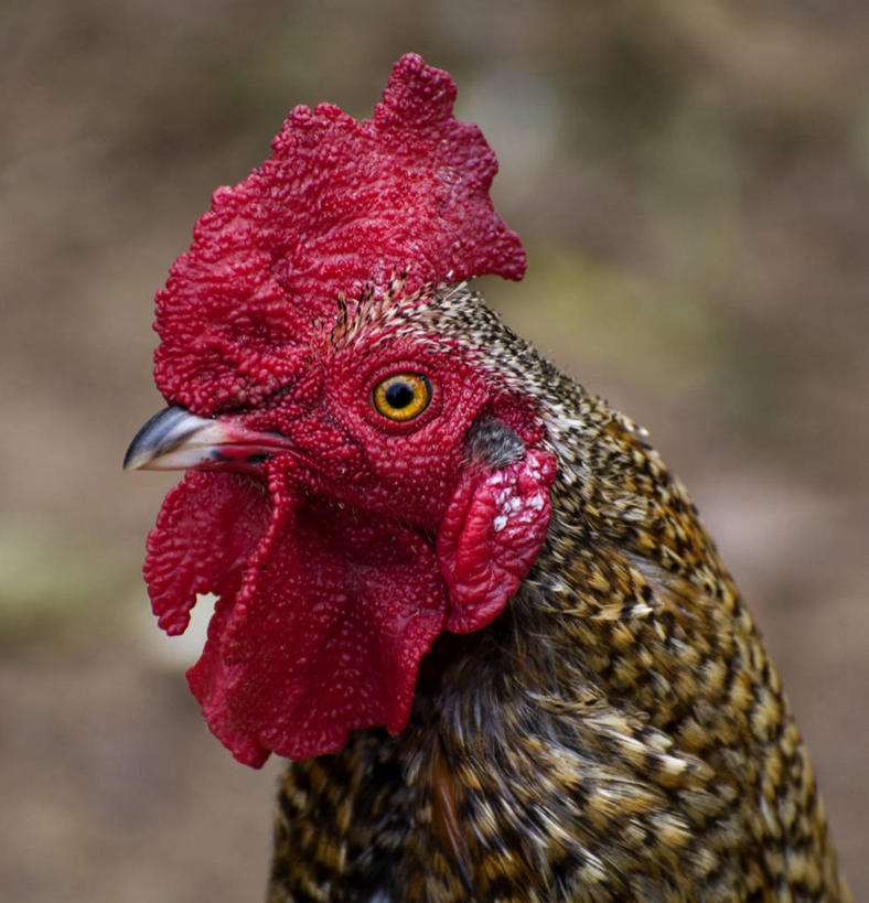 无人,竖图,室外,特写,白天,巴西,家畜,摄影,牲畜,喙,圣保罗州,公鸡,彩图