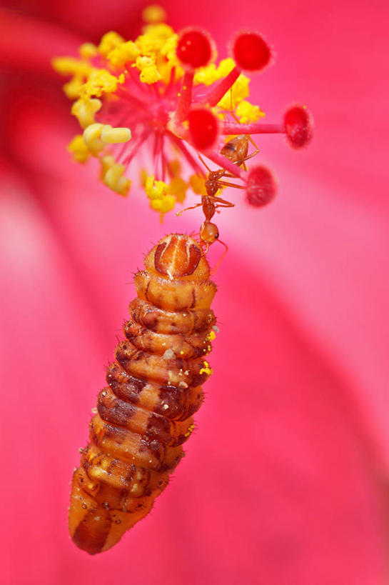 无人,竖图,室外,特写,白天,野生动物,印度尼西亚,盛开,昆虫,花蕾,拿着,花,花瓣,花朵,鲜花,一朵,红色,自然,花苞,花蕊,摄影,茧,火蚁,开端,彩图