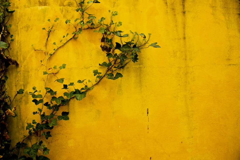 无人,横图,室外,白天,叶子,雕塑,美国,墙,黄色,自然,藤蔓,摄影,生长,藤蔓植物,新泽西,彩图