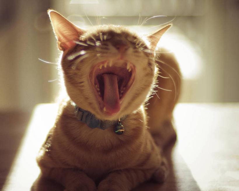 无人,坐,横图,室内,特写,白天,猫,加拿大,条纹,首都,打哈欠,张嘴,家畜,放松,摄影,张大嘴巴,斑纹猫,机敏,渥太华,张开嘴,彩图,宠物项圈