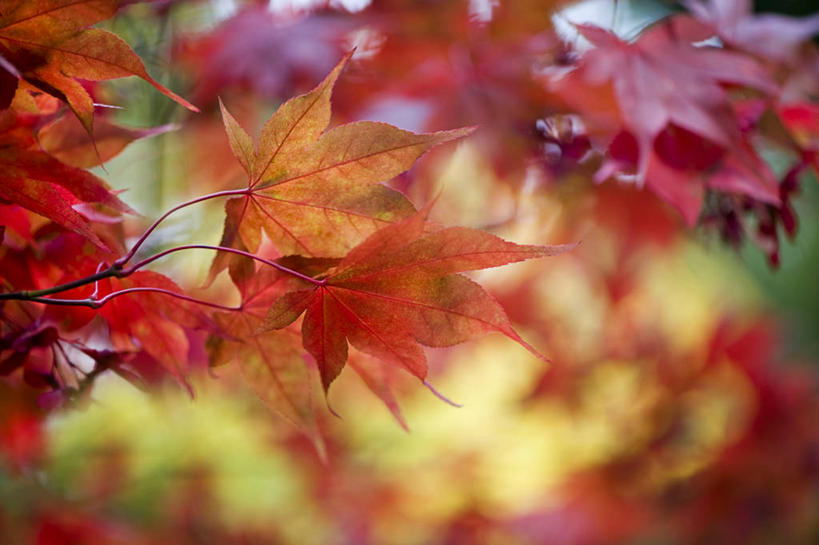 无人,横图,室外,白天,叶子,英国,枫叶,自然,摄影,脆弱,改变,白金汉郡,秋天,彩图