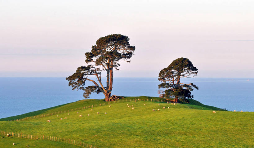 无人,横图,室外,海洋,美景,日落,山,新西兰,一群,许多,景观,羊群,很多,树,自然,家畜,景色,摄影,自然风光,绵羊,彩图,陶朗加