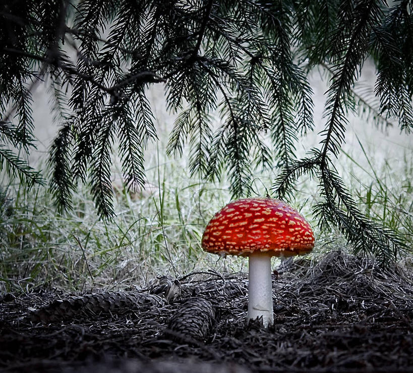 无人,横图,室外,白天,德国,蘑菇,树,红色,自然,摄影,生长,彩图