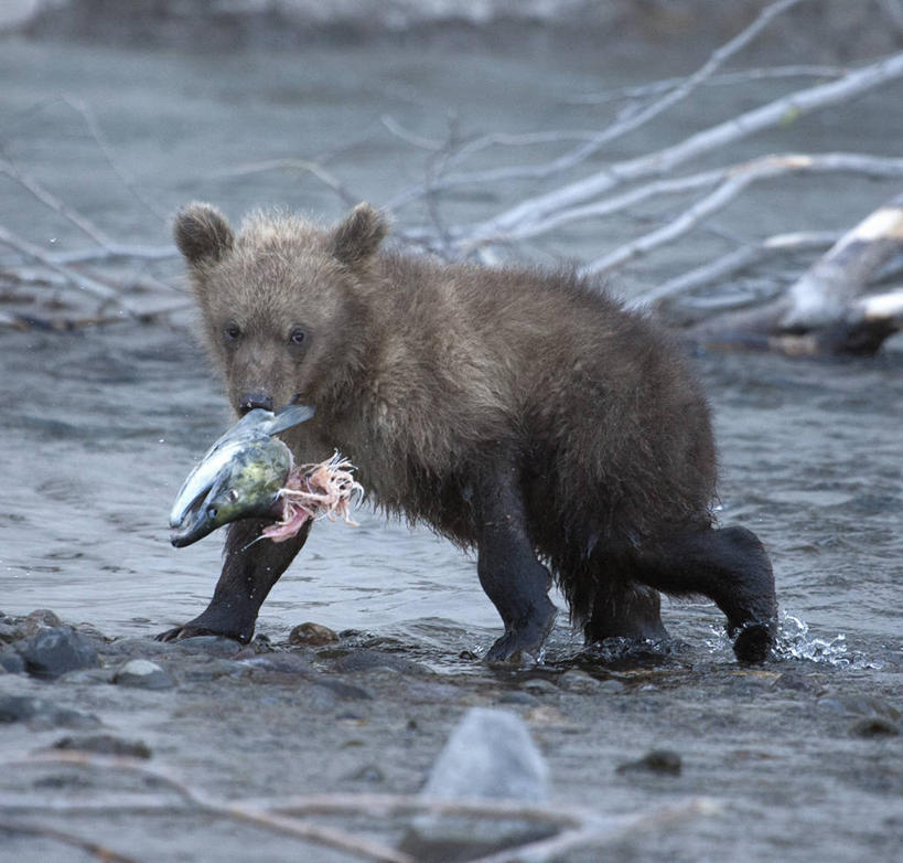 无人,横图,室外,白天,野生动物,熊,俄罗斯,捕食,小熊,鱼类,动物,摄影,叼着,幼兽,堪察加半岛,步行,彩图