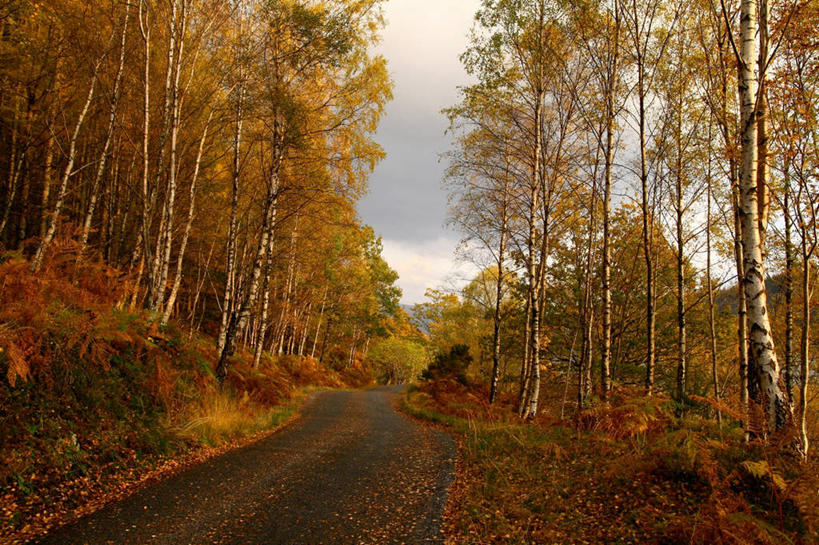 无人,横图,室外,白天,美景,森林,路,英国,景观,云,苏格兰,草,天空,自然,景色,摄影,宁静,自然风光,改变,威廉堡,秋天,彩图