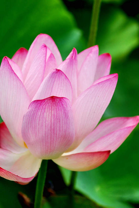 无人,竖图,室外,特写,白天,莲花,台湾,花瓣,自然,摄影,脆弱,清新,桃园县,彩图