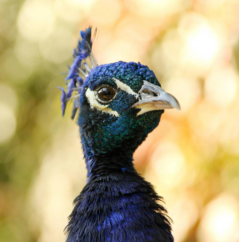 无人,竖图,室外,特写,白天,孔雀,野生动物,美国,鸟类,蓝色,摄影,部分,肖像,柔焦,散焦,彩图