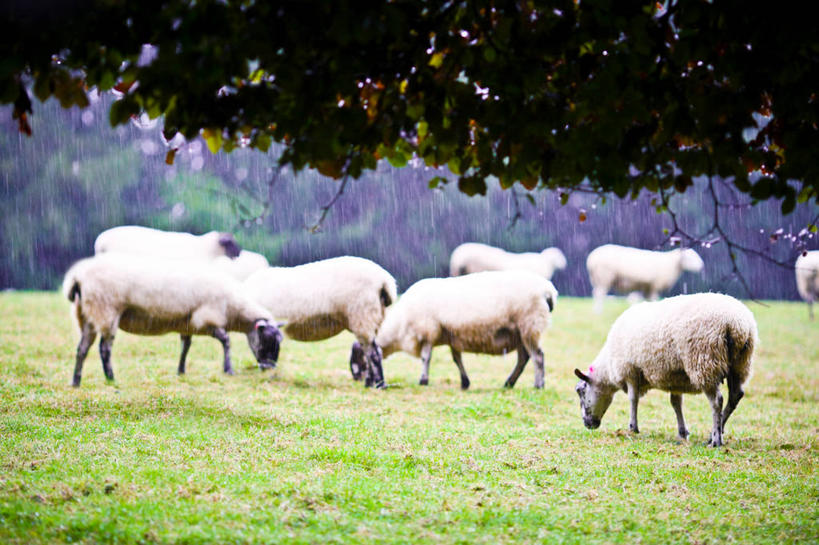 无人,横图,室外,白天,英国,羊群,草,树,家畜,摄影,牲畜,山毛榉树,绵羊,彩图