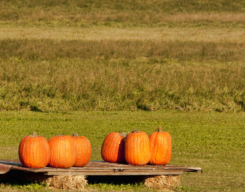 无人,横图,室外,白天,农业,南瓜,蔬菜,加拿大,木制,田地,饮食,草,自然,摄影,生长,宁静,清新,彩图,货盘