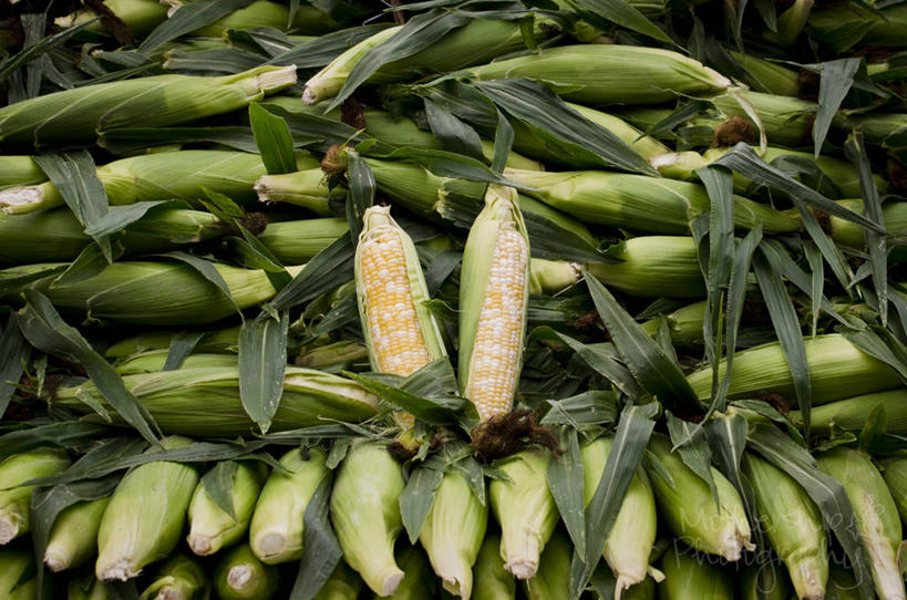 无人,横图,俯视,室外,白天,玉米,加拿大,一排,许多,堆叠,丰富,整齐,生食,市场,首都,很多,饮食,排列,摄影,多样,队列,清新,选择,渥太华,彩图,高角度拍摄