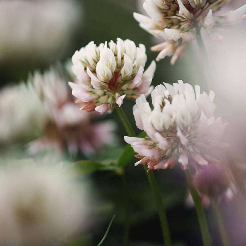 无人,方图,室外,特写,白天,英国,茎,三叶草,首都,花,摄影,脆弱,清新,彩图