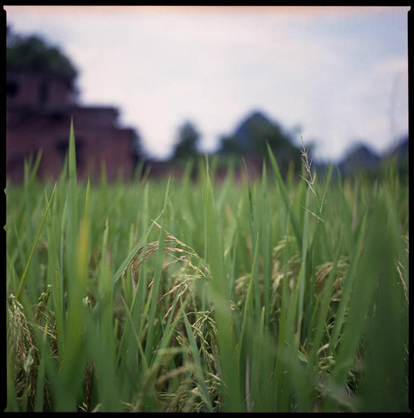 无人,竖图,室外,白天,农业,桂林,稻田,田地,云,天空,自然,摄影,生长,广西,柔焦,阳朔,彩图