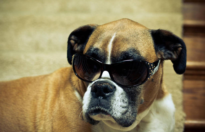 无人,横图,室内,特写,宠物,狗,美国,太阳镜,家畜,摄影,幽默,部分,彩图