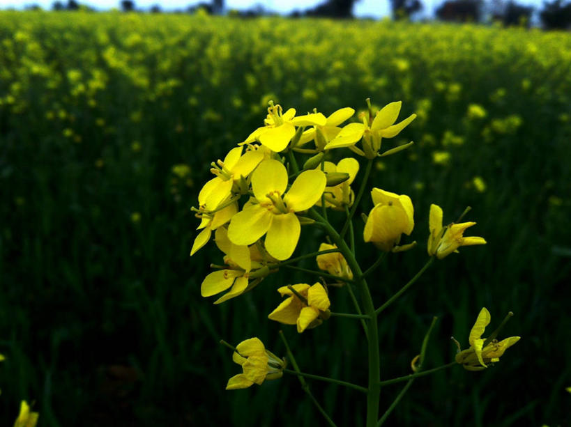 无人,横图,室外,白天,巴基斯坦,花,黄色,自然,摄影,生长,脆弱,清新,彩图,芸苔