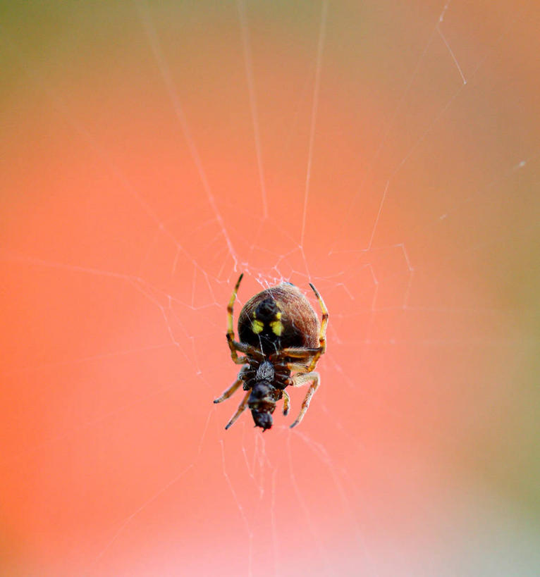 无人,竖图,室外,白天,野生动物,巴基斯坦,昆虫,蜘蛛,蜘蛛网,摄影,上升,脆弱,彩图