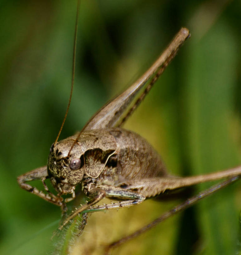 无人,竖图,室外,特写,白天,野生动物,英国,摄影,纺织娘,彩图