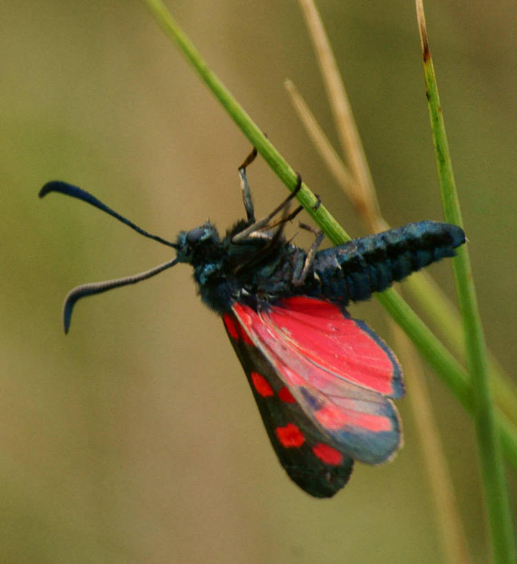 无人,竖图,室外,特写,白天,野生动物,英国,昆虫,斑点,草,自然,摄影,蛾,彩图