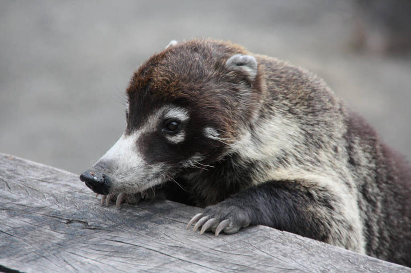 无人,横图,黑白,室外,特写,白天,野生动物,哥斯达黎加,木制,摄影,北美,北美洲,美洲,北亚美利加洲,亚美利加洲,哥斯达黎加共和国,卡塔戈,白鼻浣熊