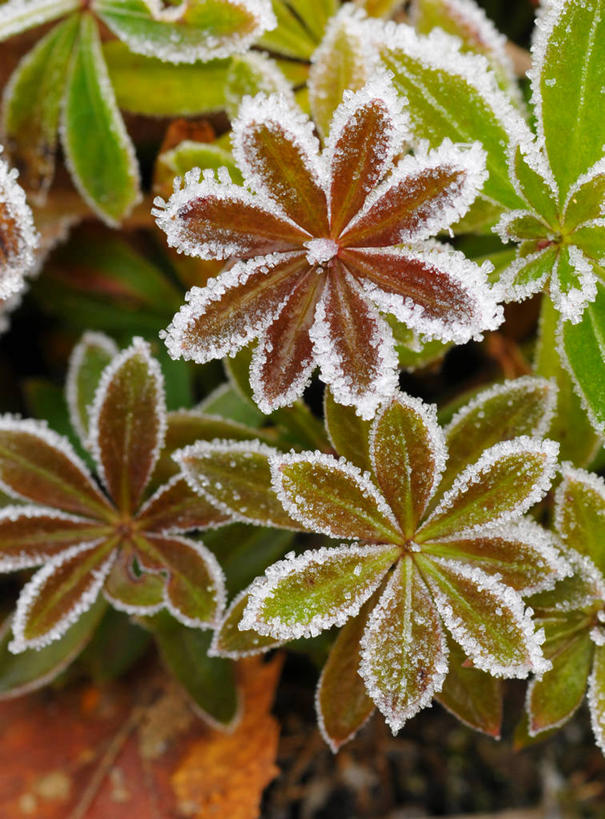 无人,竖图,室外,特写,白天,雪,叶子,加拿大,霜,寒冷,摄影,脆弱,清新,里士满,大不列颠哥伦比亚,彩图