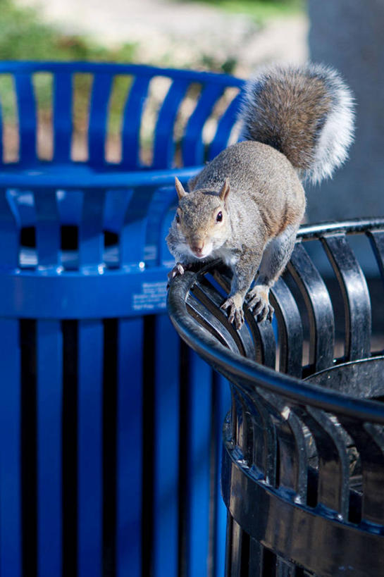 无人,竖图,室外,特写,白天,野生动物,美国,首都,动物,容器,松鼠,摄影,肖像,华盛顿特区,彩图