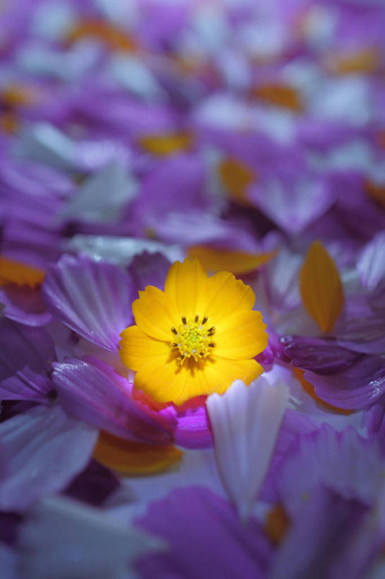 无人,竖图,室内,日本,发光,花,花瓣,自然,摄影,大波斯菊,脆弱,清新,崎玉县,彩图