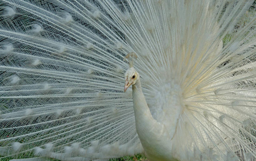无人,横图,室外,白天,骄傲,孔雀,野生动物,印度尼西亚,鸟类,摄影,散开,白孔雀,彩图,巴厘