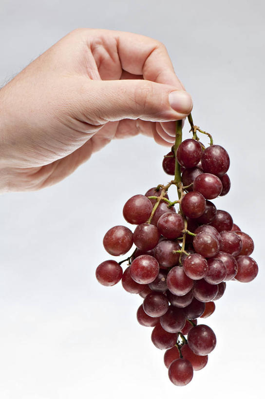 手,一个人,竖图,特写,白色背景,葡萄,加拿大,串,拿着,饮食,红色,摄影,部分,清新,健康食物,温哥华,大不列颠哥伦比亚,彩图,影棚拍摄,红葡萄