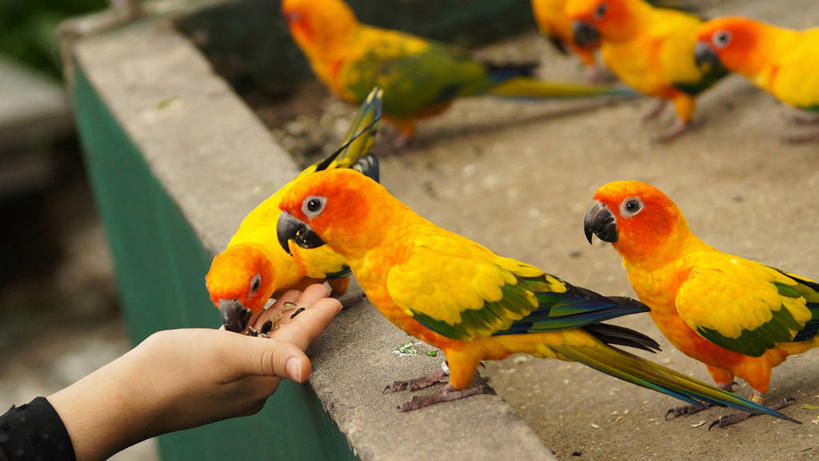 手,一个人,吃,横图,室外,特写,白天,野生动物,鹦鹉,泰国,鸟类,食品,拿着,饮食,动物,摄影,五只,部分,彩图