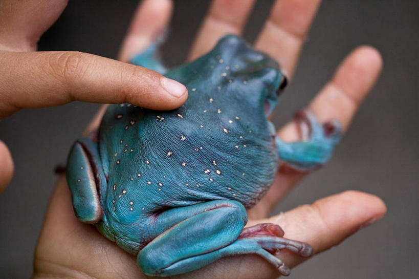 手,一个人,横图,特写,野生动物,美国,黑色背景,蓝色,动物,摄影,部分,北美,北美洲,加利福尼亚,美洲,加州,洛杉矶,加利福尼亚州,金州,黄金州,北亚美利加洲,亚美利加洲,天使之城,彩图,影棚拍摄,县治,洛杉矶县,美利坚合众国,洛城