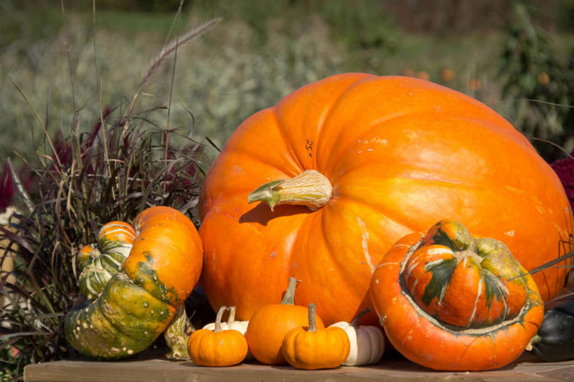 无人,横图,室外,白天,南瓜,蔬菜,加拿大,饮食,草,摄影,清新,健康食物,秋天,彩图