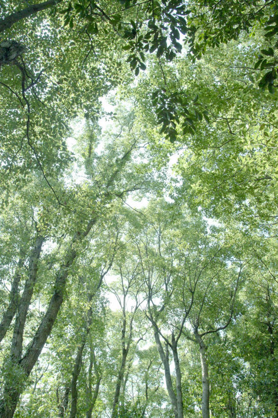 无人,竖图,室外,白天,美景,森林,叶子,长崎,日本,景观,枝,树,自然,景色,摄影,生长,自然风光,彩图