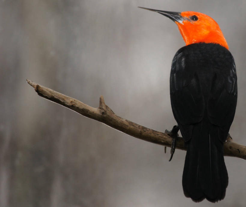 无人,横图,室外,特写,白天,鸟,野生动物,加拿大,鸟类,枝,红色,摄影,多伦多,彩图
