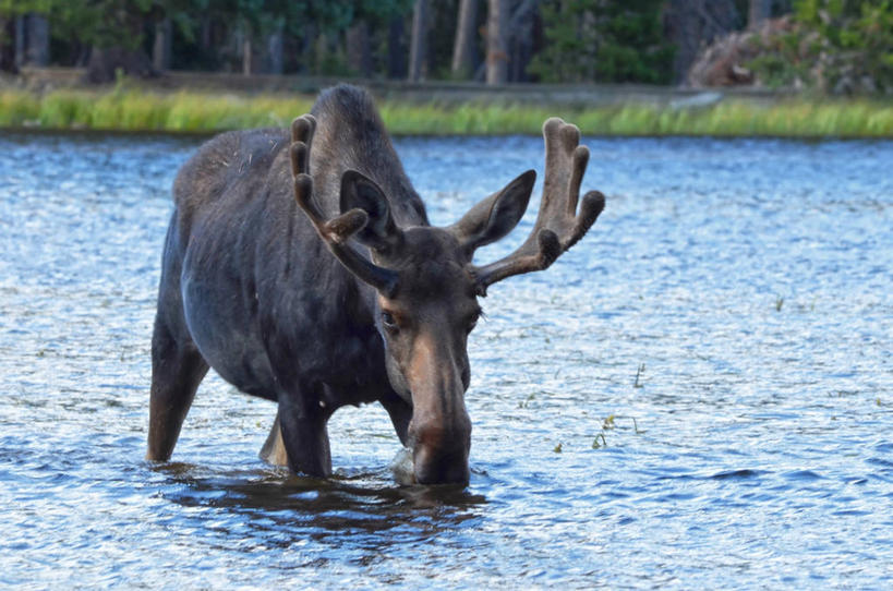 无人,横图,室外,白天,水,哺乳动物,鹿,野生动物,美国,池塘,动物,可爱,摄影,活泼,驼鹿,鹿角,科罗拉多州,罕达犴,堪达犴,彩图