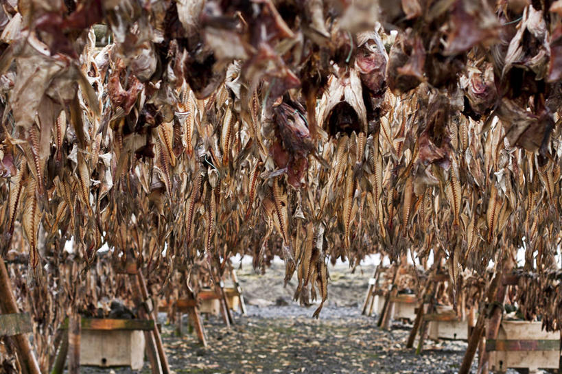 无人,横图,室外,白天,渔业,一排,吊挂,悬挂,准备,丰富,整齐,鱼干,挂,饮食,排列,摄影,死亡,队列,干的,海产,彩图