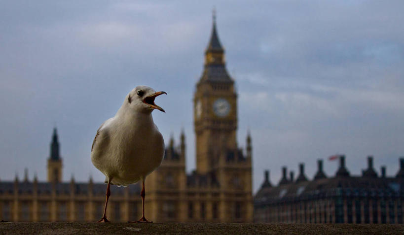 无人,横图,室外,白天,建筑,海鸥,野生动物,英国,欧洲,伦敦,鸟类,云,首都,钟塔,天空,张嘴,摄影,西欧,政府,大不列颠,张大嘴巴,英国文化,大不列颠及北爱尔兰联合王国,大不列颠及爱尔兰联合王国,议会大楼,雾都,张开嘴,彩图,兰贝斯区,大不列颠王国,大英帝国,联合王国,日不落帝国