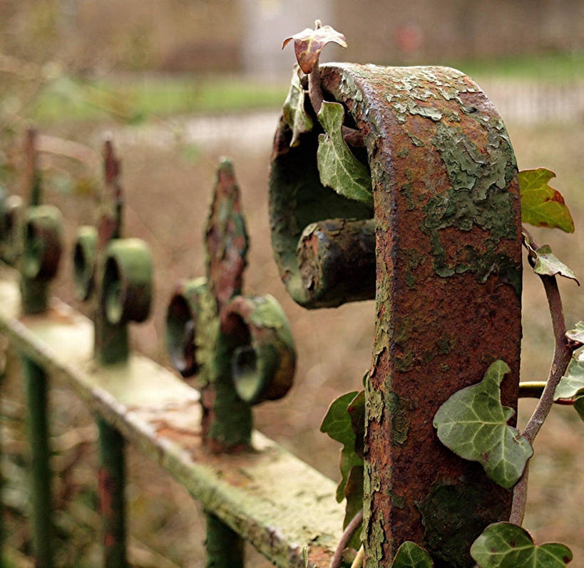 无人,横图,室外,特写,白天,叶子,英国,生锈,篱笆,常春藤,苔藓,摄影,生长,保护,腐蚀,侵蚀,腐化,锈迹斑斑,彩图