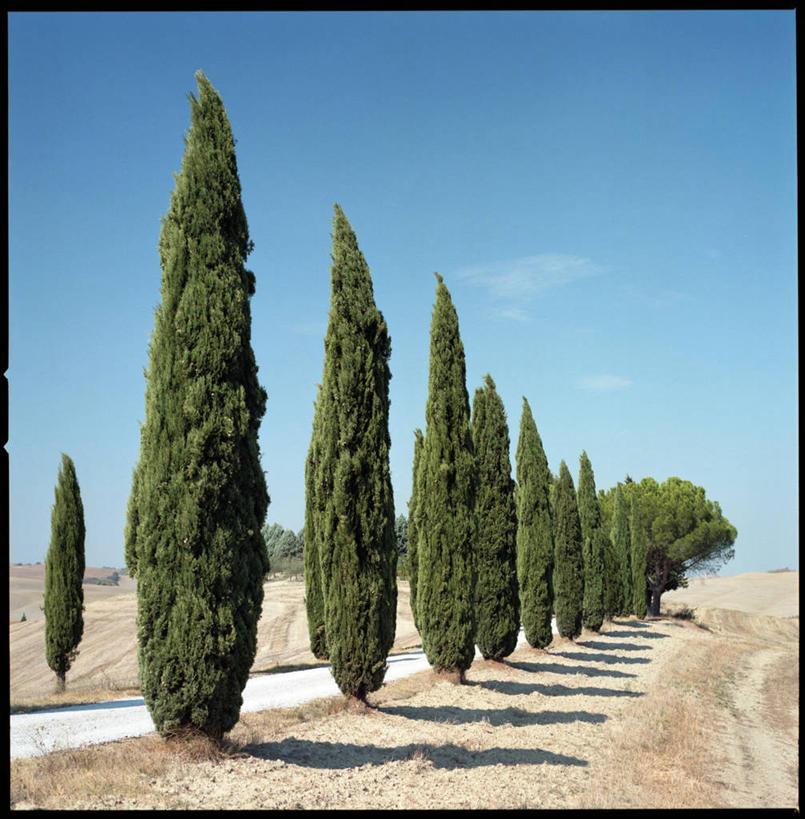 无人,竖图,室外,白天,路,柏树,意大利,一排,整齐,云,树,排列,天空,自然,摄影,生长,宁静,队列,托斯卡纳区,彩图