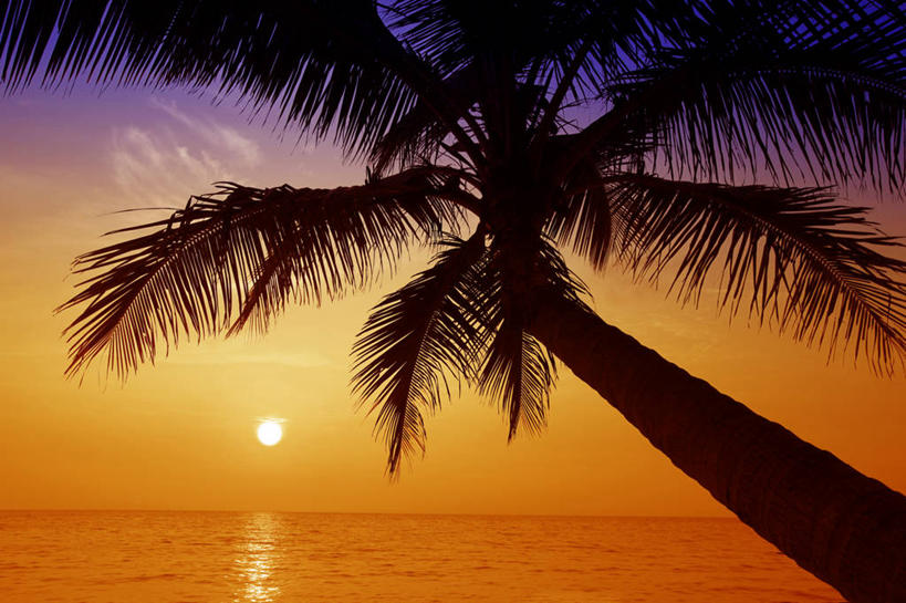 无人,横图,室外,日出,美景,太阳,棕榈树,椰子,澳大利亚,景观,水平线,风景,自然,景色,摄影,宁静,自然风光,剪影,凯恩斯,道格拉斯港,海滩,彩图,耕地