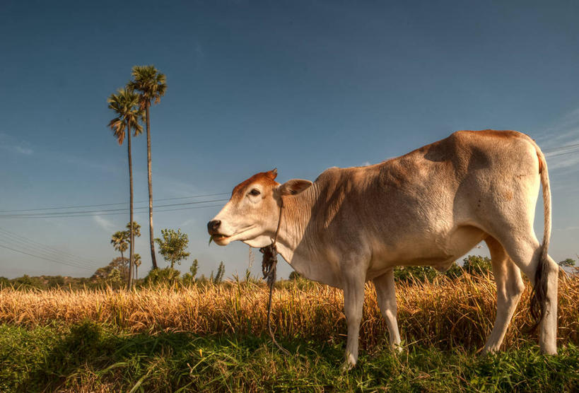 无人,吃,横图,室外,白天,农作物,美景,棕榈树,印度,景观,田地,自然,家畜,景色,摄影,牲畜,自然风光,母牛,安得拉邦,海得拉巴,彩图,家牛