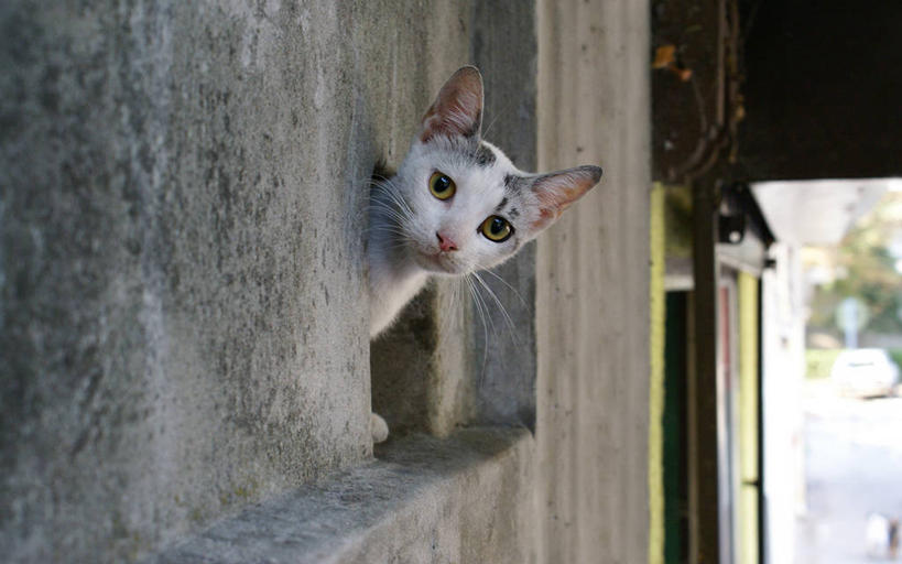 无人,横图,室外,白天,宠物,猫,墙,首都,家畜,摄影,部分,塞尔维亚,彩图,窥视,好奇心