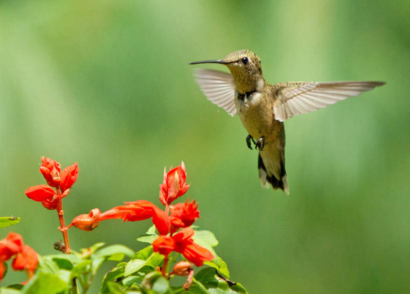 无人,横图,室外,特写,白天,野生动物,叶子,美国,鸟类,半空,飞,花,摄影,维吉尼亚,彩图