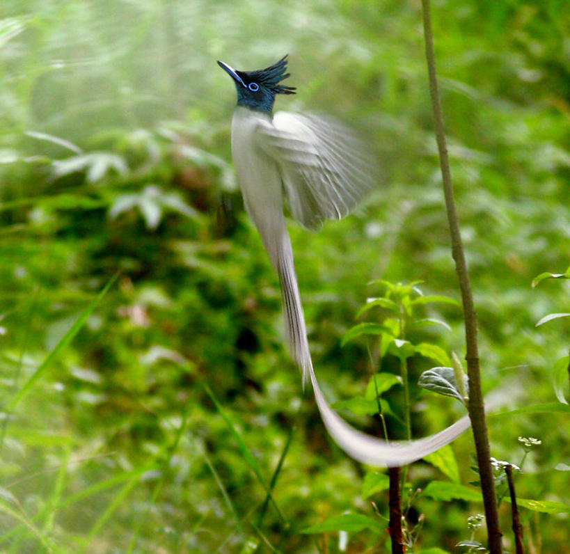 无人,横图,室外,白天,运动模糊,野生动物,巴基斯坦,鸟类,枝,飞,摄影,彩图
