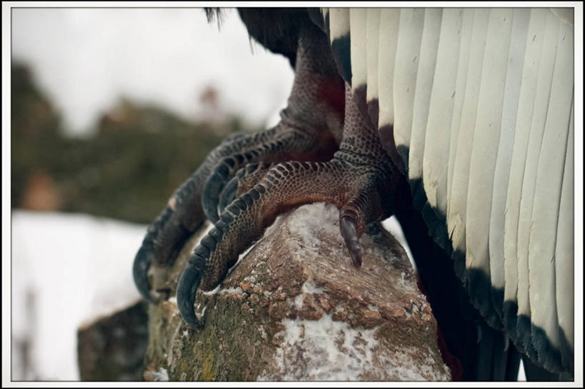 无人,横图,室外,特写,白天,野生动物,加拿大,鸟类,摄影,爪,魁北克,岩石,秃鹰,彩图