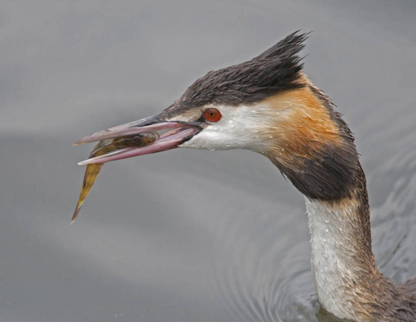 无人,横图,室外,特写,白天,侧面,野生动物,英国,鸟类,鱼类,摄影,叼着,生存,鸊鷉,格拉斯哥,海产,彩图