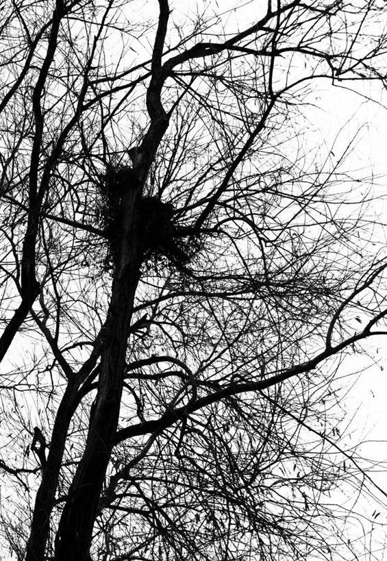 无人,竖图,黑白,室外,白天,仰视,英国,鸟巢,枝,首都,天空,自然,摄影,保护,宁静,剪影,低角度拍摄