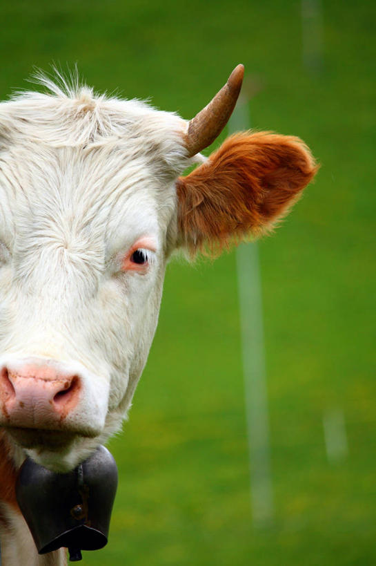 无人,竖图,室外,白天,牛,瑞士,田地,草,动物,家畜,摄影,牲畜,部分,母牛,牛铃,彩图,家牛