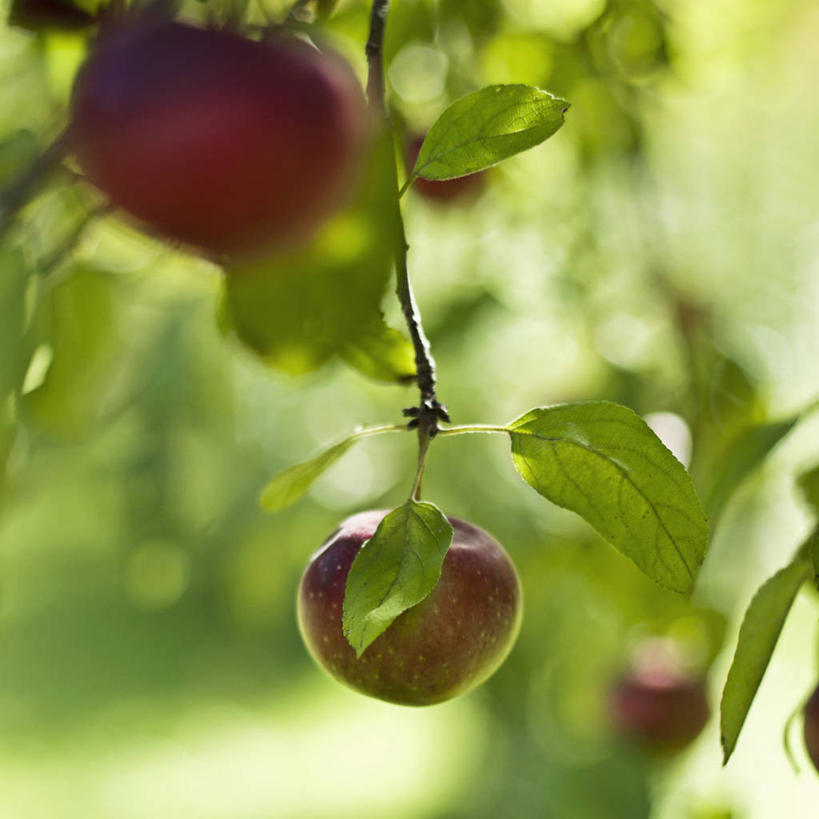 无人,方图,室外,特写,白天,苹果,水果,叶子,食品,饮食,树,自然,摄影,生长,清新,苹果树,健康食物,立陶宛共和国,秋天,彩图